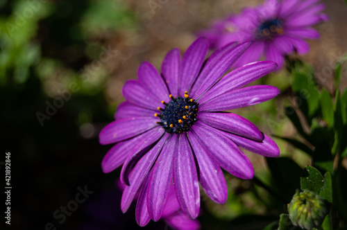 Flor Lila
