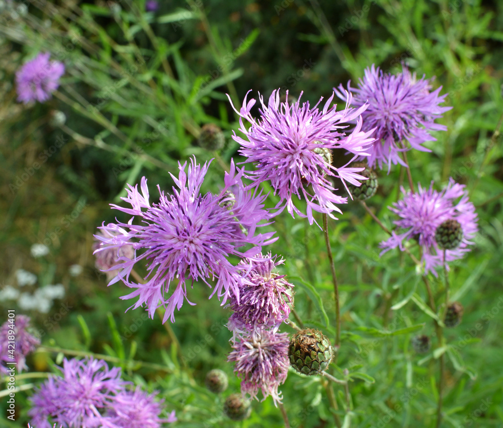 Cornflower (Centaurea scabiosa) blooms among herbs Cornflower (Centaurea scabiosa) blooms among herbs