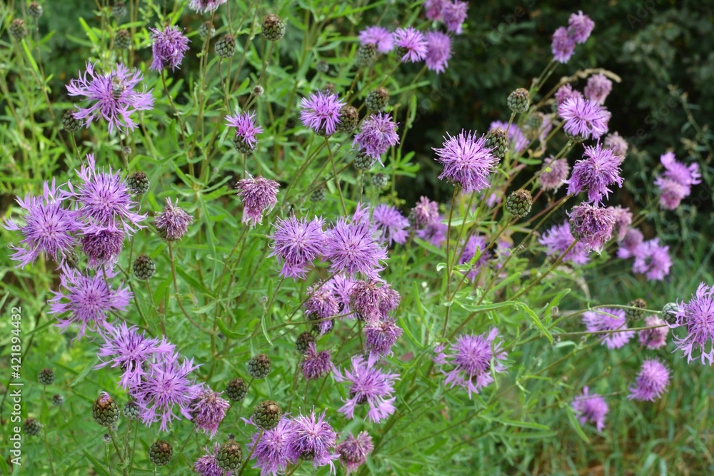 Cornflower (Centaurea scabiosa) blooms among herbs Cornflower (Centaurea scabiosa) blooms among herbs