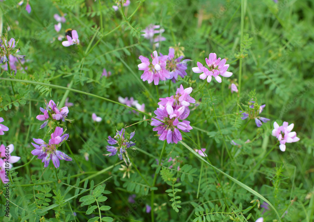 Obraz premium In nature, Securigera varia grows in herbs