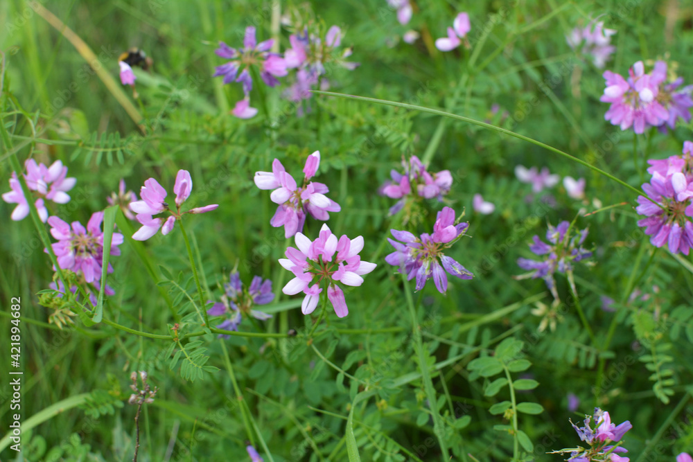 In nature, Securigera varia grows in herbs In nature, Securigera varia grows in herbs