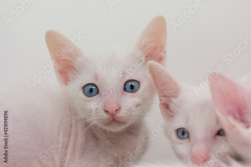 White kittens with blue eyes with white background