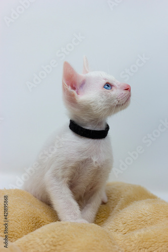 White kittens with blue eyes with white background © loopneo