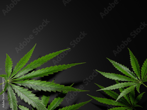 Marijuana leaves, cannabis on a dark background, beautiful background, indoor cultivation, 3D render