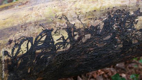 Log in winter showing dark roots attached to underside with copy space