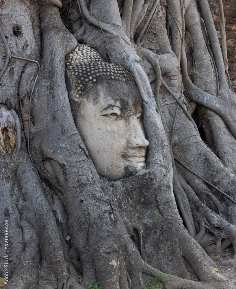 Ayutthaya: Buddha im Banyan Tree
