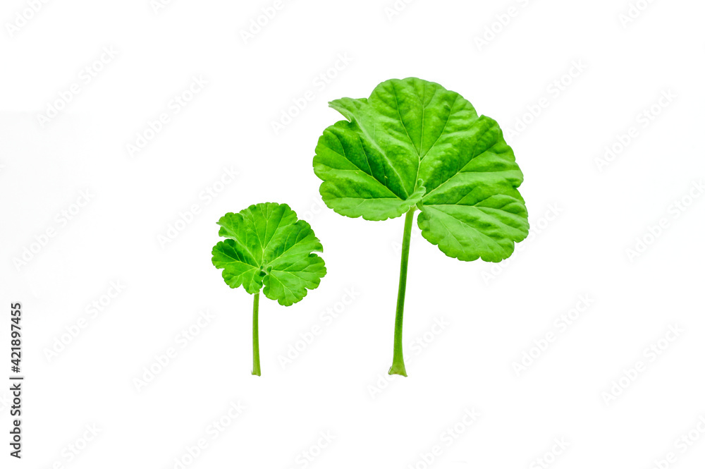 Green leaves , fresh Green Leaves with full depth of field. Green leaves , fresh Green Leaves with full depth of field.