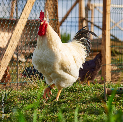 Gallo de campo Blanco photo