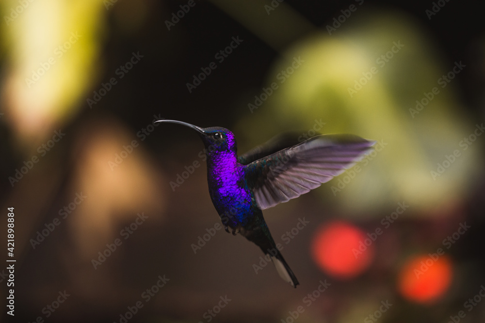 Fototapeta premium blue hummingbird hovering midair in natural reserve in costa rica latin america
