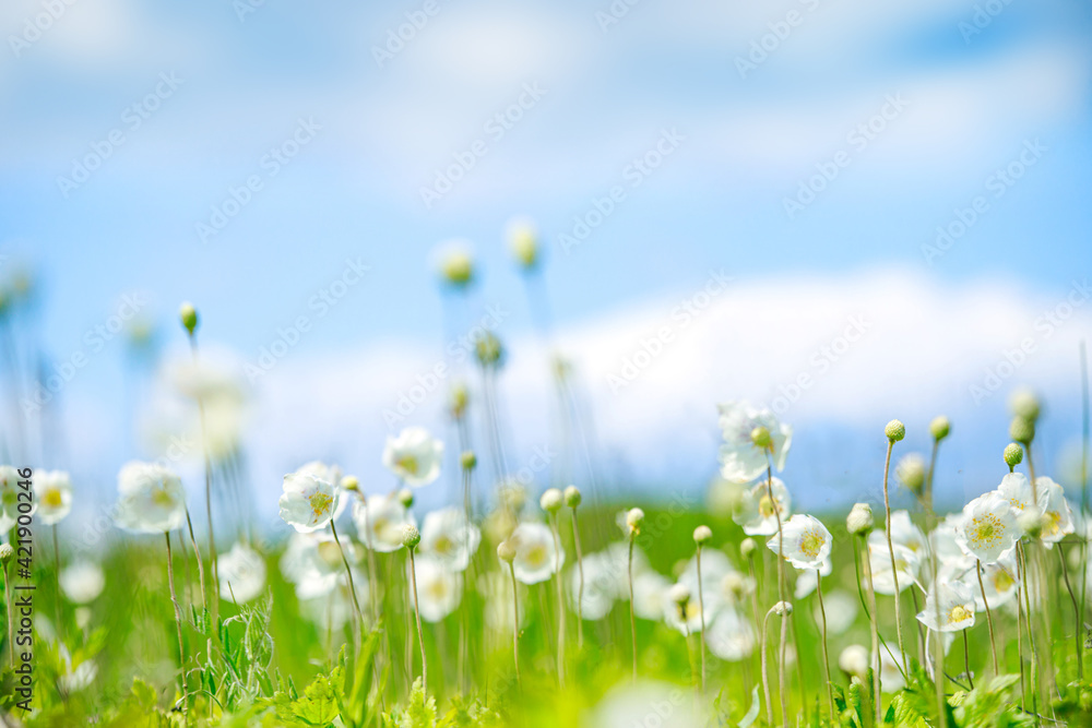 Anemonoides nemorosa, wood anemone, windflower, thimbleweed, and smell fox in meadow against sky. flower in bloom, springtime flowering bunch of wild plants. Soft focus.
