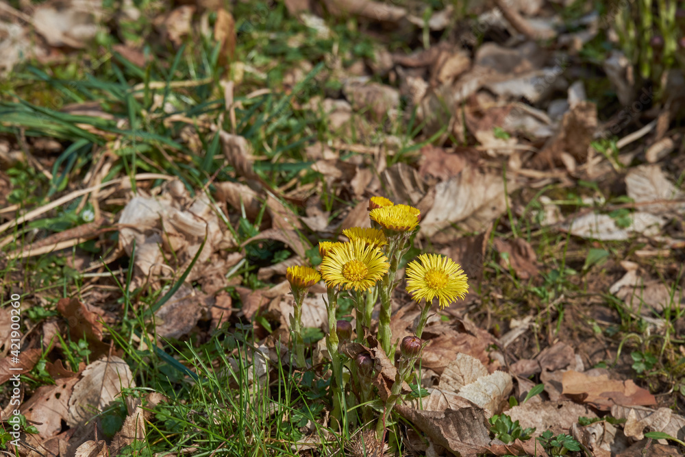 Yellow blossoms of Tussilago farfara in natural environment Yellow blossoms of Tussilago farfara in natural environment