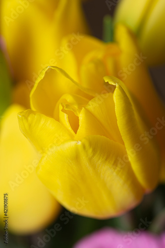 Yellow tulip flower in bloom close up still on a yellow flower bouquet