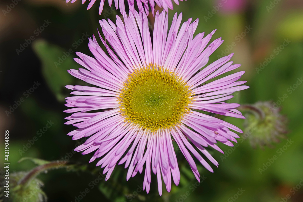 Fototapeta premium Erigeron daisy isolated against a green background