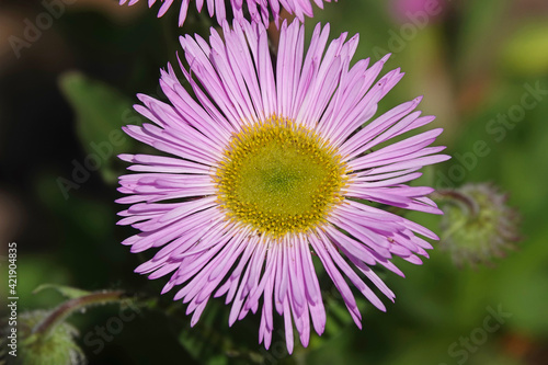 Erigeron daisy isolated against a green background