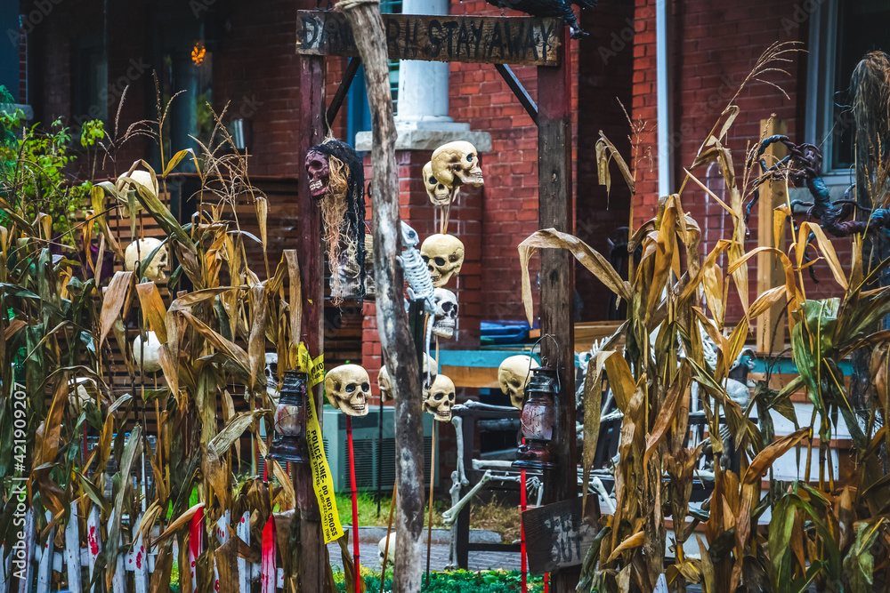 Yard decorated for Halloween - spooky -with  skull heads, corn stalks and old fenced entrance.
