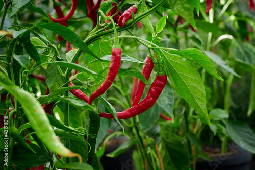 Fototapeta Chili pepper, hot pepper plant