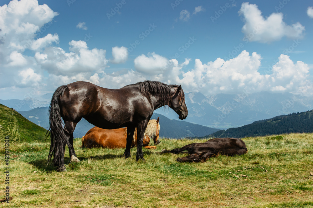 Horse on a pasture with a great view of the mountains. Brown stallion roaming free in summer Alpine meadow. Herd of horses in green rural countryside. Mammal farm animals.Beautiful mountain panorama Horse on a pasture with a great view of the mountains. Brown stallion roaming free in summer Alpine meadow. Herd of horses in green rural countryside. Mammal farm animals.Beautiful mountain panorama