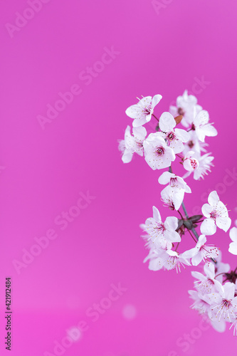 Beautiful  elegant plum blossomed branch over pink background.