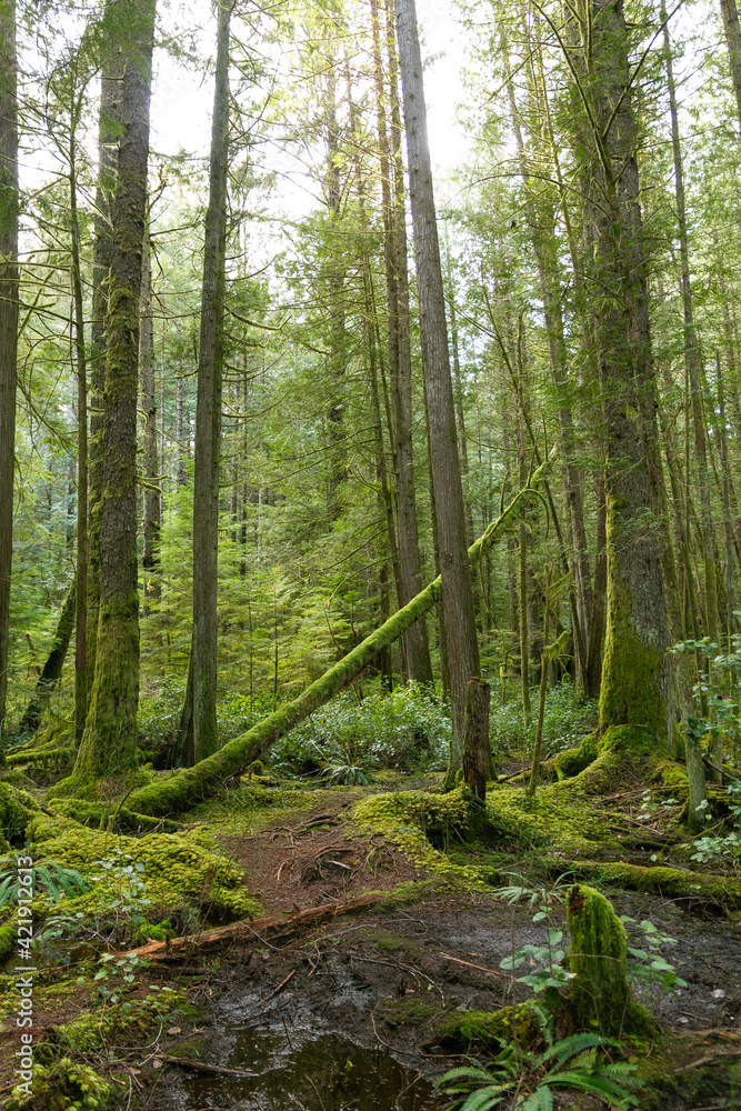 Mossy forest trail on Cortes Island BC Mossy forest trail on Cortes Island BC