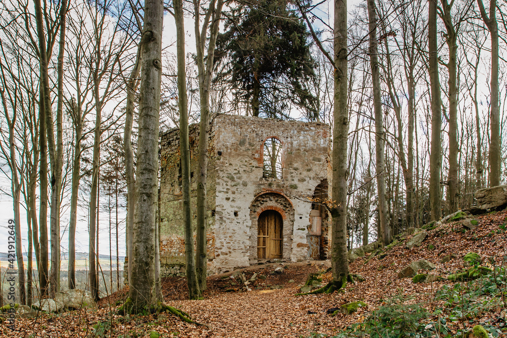 Ruins of Chapel of Saint Mary Magdalene on the hill of Maly Blanik, central Bohemia, Czech Republic.Pilgrimage place with great spruce growing within chapel walls is called Monk.Czech nature reserve