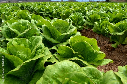 organic roman lettuce
