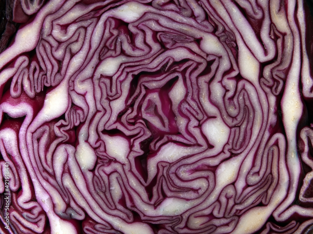 Obraz premium close up of a sliced red cabbage showing layers of densely packed leaves