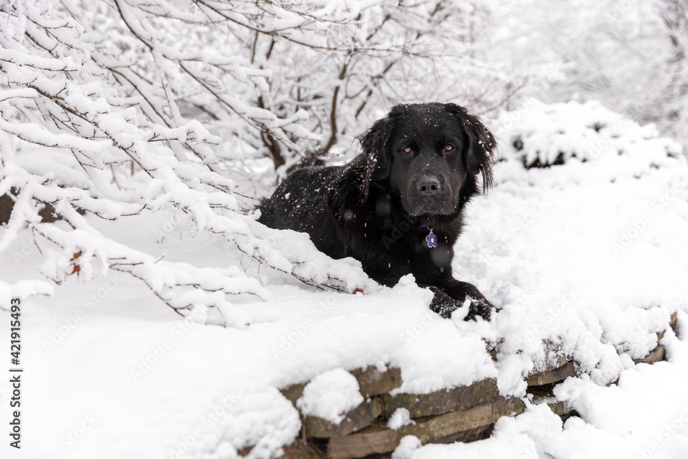 A newfoundland dog laying in the snow