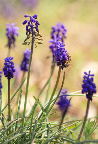 Bee on a Bluebonnets in a Field