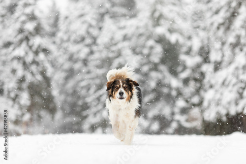 An English shepherd walking through the snow © Jennifer
