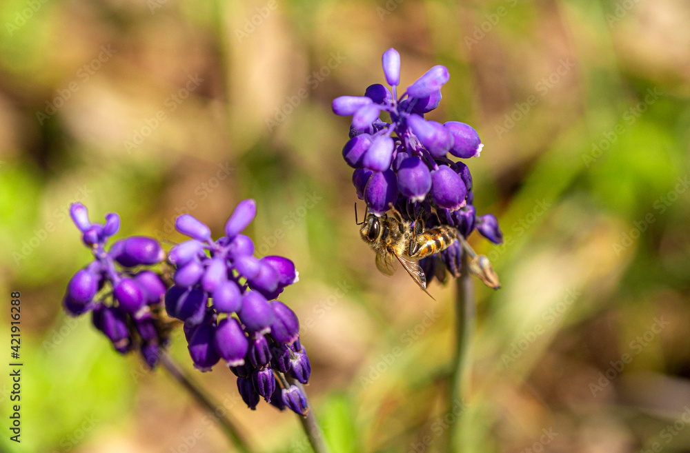 Bee on a Bluebonnets in a Field Bee on a Bluebonnets in a Field