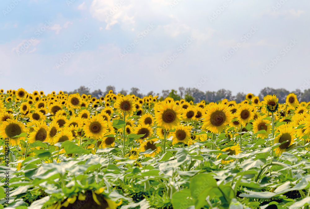 Fototapeta premium field of blooming sunflowers on a background sunset