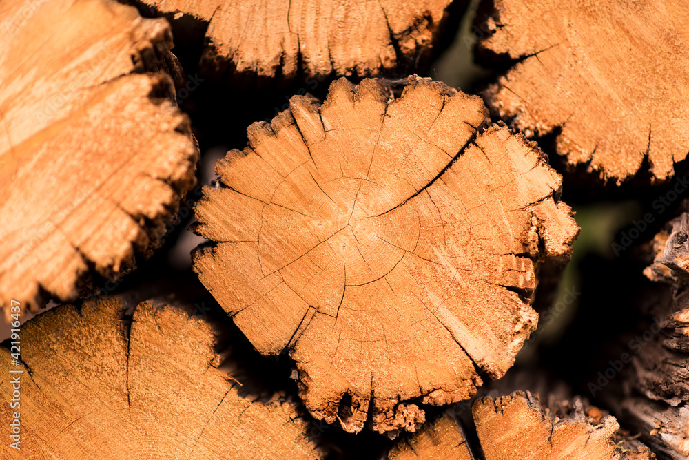 Naklejka premium Wood Pile