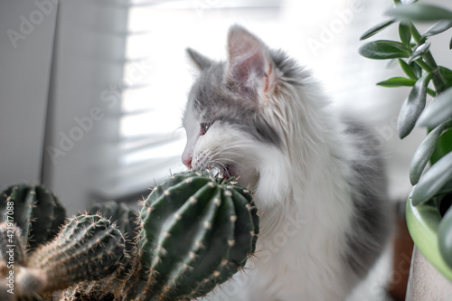 kitten eats home flowers kaktus on the windowsill photo