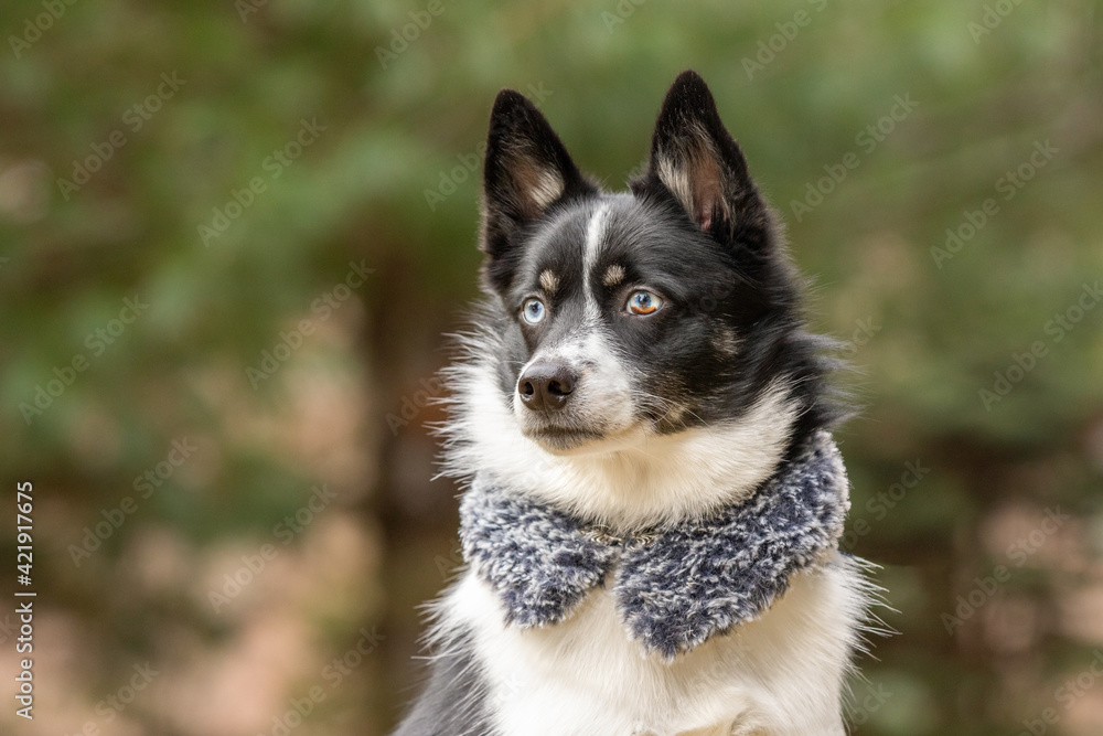 A pomsky dog wearing a fashion collar