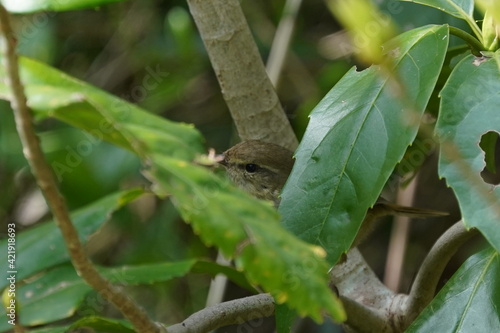 japanese bush warbler in the forest