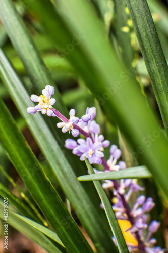 Beautiful flowers  floral arrangement  gardens  and wild berries located around town