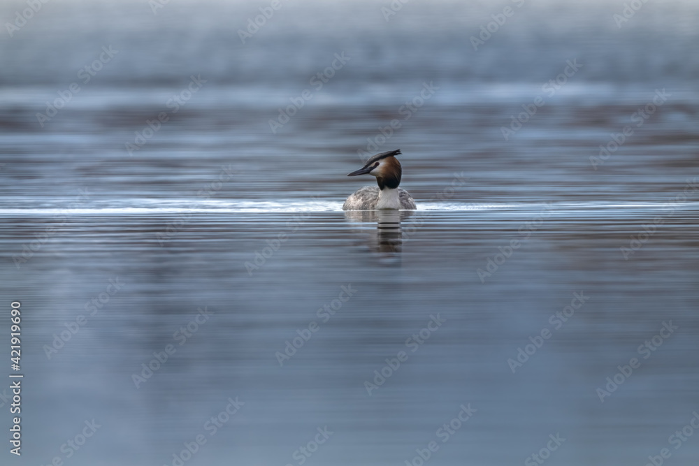 Great crested grebe (Podiceps cristatus) swimming on the lake in a morning spring Great crested grebe (Podiceps cristatus) swimming on the lake in a morning spring