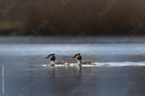 A pair of great crested grebe (Podiceps cristatus) swimming side by side on the lake in a morning spring