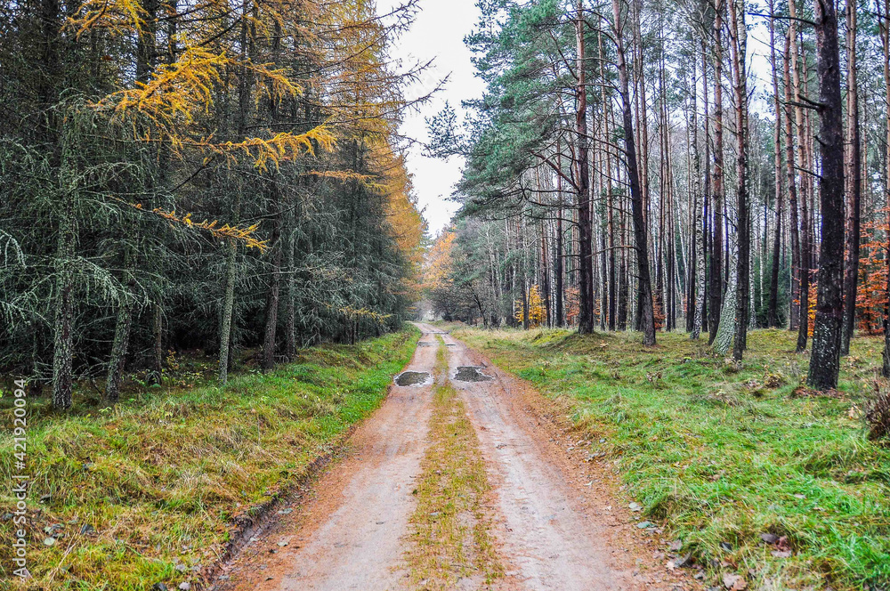 Obraz premium droga leśna dukt