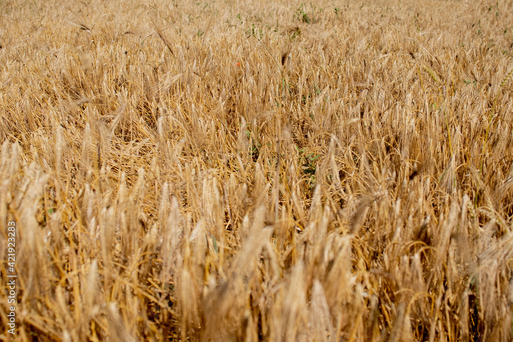 Gold Wheat Field. Beautiful Nature Sunset Landscape. Background of ripening ears of meadow wheat field. Concept of great harvest and productive seed industry Gold Wheat Field. Beautiful Nature Sunset Landscape. Background of ripening ears of meadow wheat field. Concept of great harvest and productive seed industry