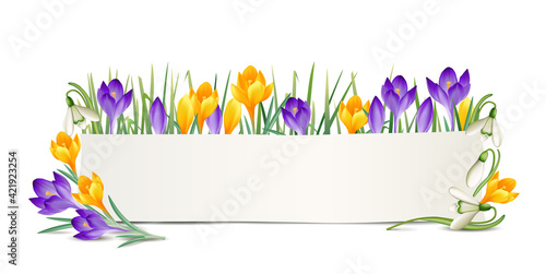 Banner mit Frühlingsblumen, Schneeglöckchen, gelbe und lila Krokusse, und blanko Schild, 
Vektor Illustration isoliert auf weißem Hintergrund 
