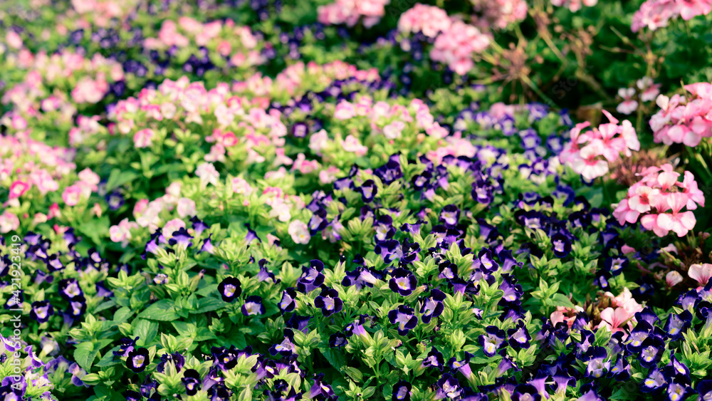 Blue and pink torenia flowers blossom in a garden, Spring season, Nature background