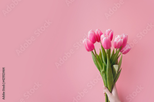 Pink tulips on pink background with copy space. © volody10