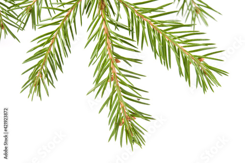 Spruce branch and needles isolated on white background