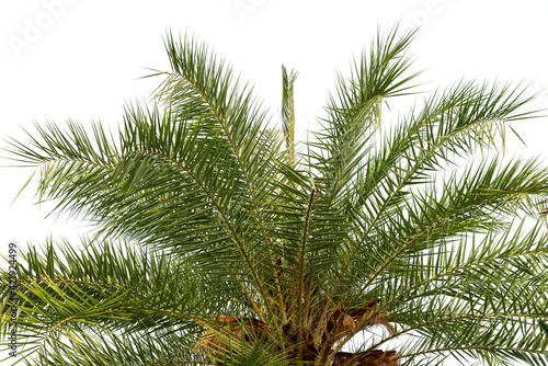 Palm leaves, green palm leaves, isolated on white background,