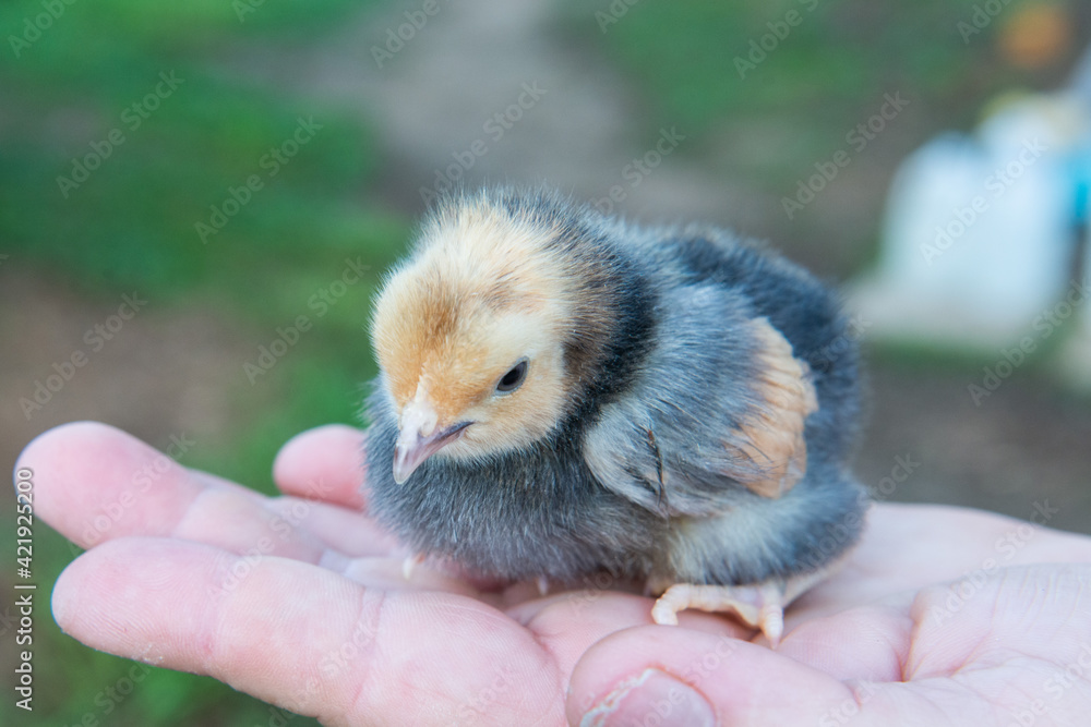 Obraz premium baby chicken in hand