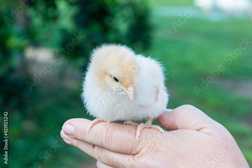 chicken in the hand