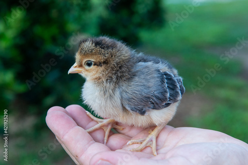 baby chicken in hand © Douglas