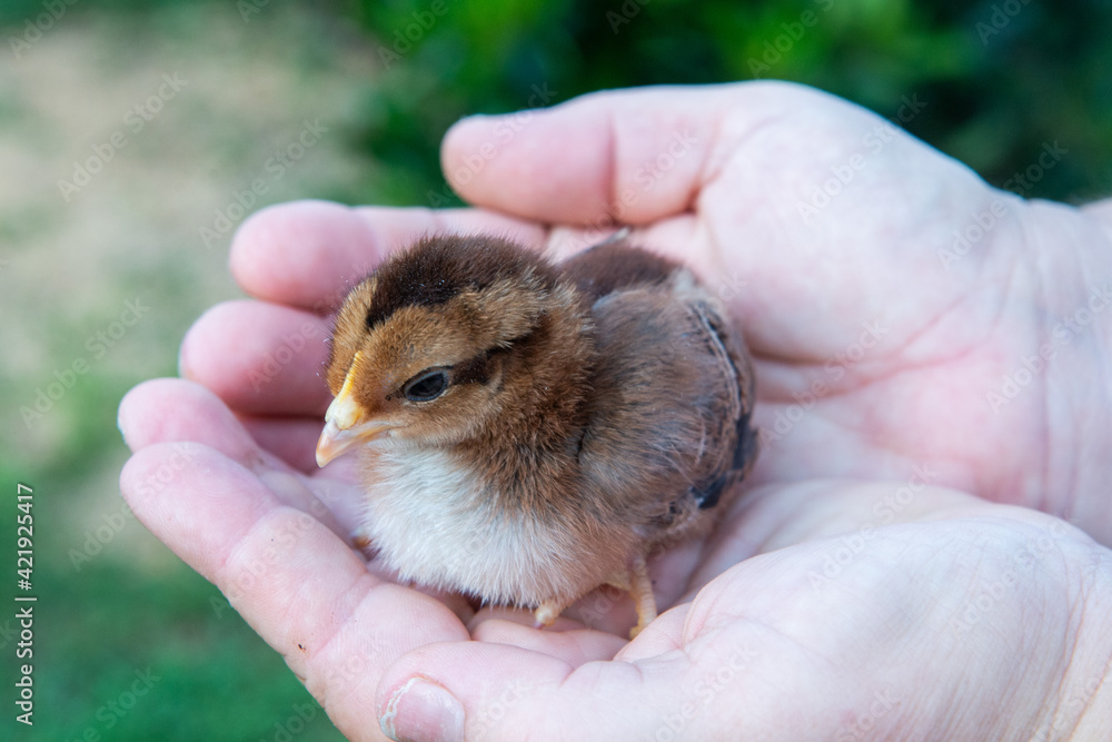 chicken in hand chicken in hand
