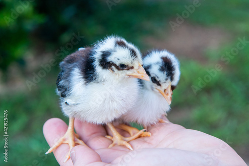 chicken in a hand